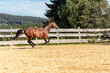 Portrait of a brown trotter horse running on a riding arena