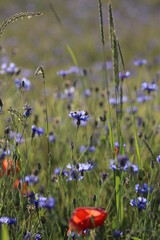 Wall Mural - cornflowers in the field