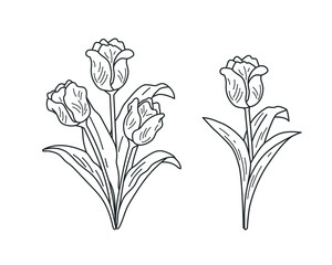 Wall Mural - set of linear images of tulips. vector illustration