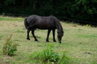 FU 2020-07-05 Kakus 420 Auf der Wiese grast ein dunkles Pferd