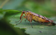 Skorpionsfliegen (Panorpidae) auf einem Blatt