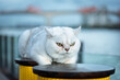 The white British shorthair puppet cat lying on the shore pillar is looking forward viciously.
