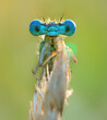 Leinwandbild Motiv Libellen (Odonata), blau, augen, nahaufnahme