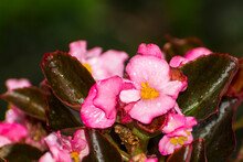 Pink Flowers Of Wax Begonia In A Garden