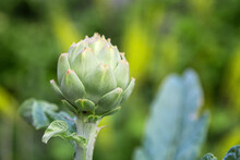 The Head Of A Globe Artichoke Flower Growing In A Vegetable Patch. Soft Green Foliage Background With Space For Text.