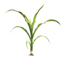 Young Green Corn Stalk Isolated On White Background, Sprouting Plant With Clipping Path