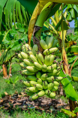 Wall Mural - Banana farm at Dien Khanh ward, Khanh Hoa province, Vietnam