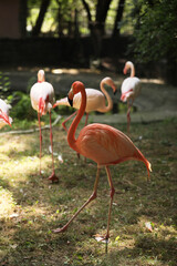 Sticker - Flock of beautiful flamingos in zoo. Wading birds