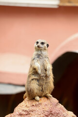 Sticker - Cute meerkat in zoo enclosure. Exotic animal