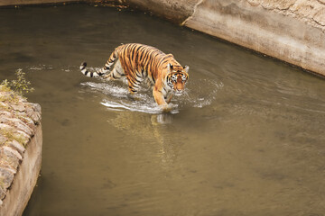 Poster - Beautiful Bengal tiger in pond at zoo. Wild animal