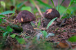 Two aspen bolete mushroom in the forest in autumn season