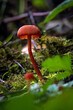 Mushroom in the forest in autumn season