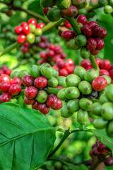 Arabica and Robusta tree in Coffee plantation, Buon Me Thuot or Buon Ma Thuot, Dak Lak, Vietnam.