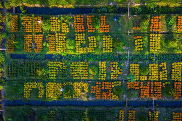 Wall Mural - Aerial view of Cai Mon flower village, Ben Tre, Vietnam