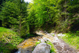 Fototapeta  - A small mountain stream flows high in the mountains in the forest.