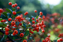 Firethorn (Pyracantha) Plant Backdrop Image. Autumn Vibes Concept. Pyracantha Coccinea, Or Red Firethorn, A Popular Decorative Garden Bush With Bright Orange Berries.