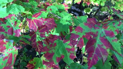 Wall Mural - Red and green leaves in the city park, autumn and foliage in slow motion