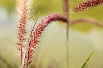Wall Mural - Grass flowers in the meadow green blur background