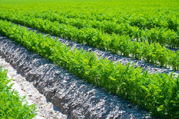 Wall Mural - Agriculture in Netherlads, farm sandy fields with growing carrot vegetables