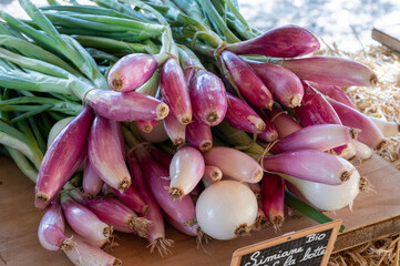 Bunches of young violet simiane organic onions on market in Provence, France