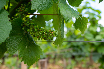 Young green grapes on grand cru and premier cru vineyards with rows of pinot noir grapes plants in Cote de nuits, making of famous red Burgundy wine in Burgundy region of eastern France.