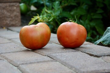 Two Beefsteak tomatoes just picked from an organic garden closeup, isolated and large.