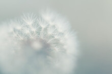 Macro Image Of Dandelion, Shallow Depth Of Field. Blurred Foreground. Abstract Summer Nature Background.