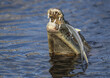 © Adrian De La Paz/Wirestock - Closeup shot of a crocodile eating his prey in a water