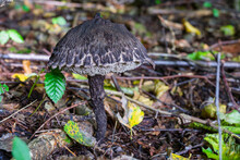 Rare Mushroom In Forest. Strobilomyces Strobilaceus, Strobilomyces Floccopus And Commonly Known As Old Man Of The Woods