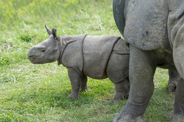 3 week old baby Indian Rhinoceros with mother 
