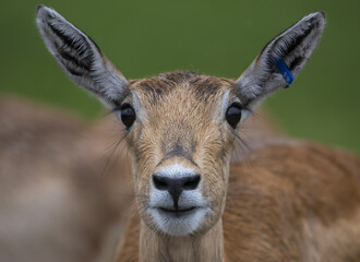 Poster - Closeup shot of a young deer