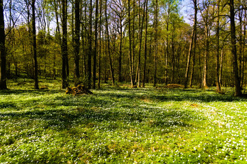 Poster - Beautiful view of high green trees in the forest