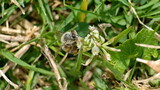 Fototapeta  - Honey bee on a white clover flower in Cotacachi, Ecuador