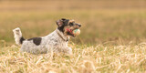 Fototapeta Kosmos - in autums, a cute little Jack Russell Terrier dog running fast and with joy across a meadow with a grid ball in his mouth.