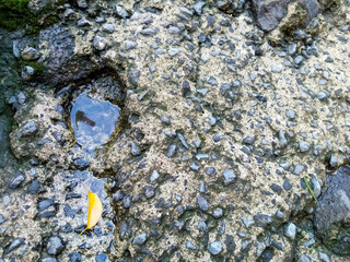 Sticker - Clsoeup shot of a rock with a small hall in it filled with a water