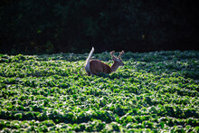 White-tailed Deer (odocoileus Virginianus) In Velvet Running Through A Wisconsin Soybean Field