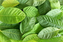 Green Guava Leaves As Leaf Texture  Background 