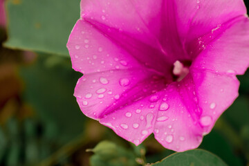 The red flower petals that are blooming are so beautiful