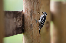 Downy Woodpecker On A Wooden Post
