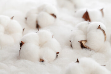 white cotton flowers on cotton fabric.