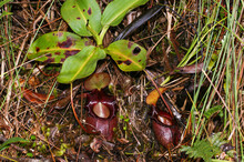 Carnivorous Pitcher Plant (Nepenthes Rajah), Two Purple Pitchers, Sabah, Borneo