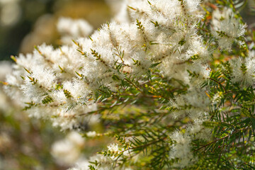 Sticker - Tea tree (Melaleuca alternifolia) close-up