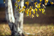 Yellow autumn leaves of a birch  on a tree branch lit by the bright sun on a blurred background of trees. Fall.