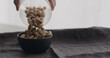 pour salted pistachios in black bowl on linen cloth