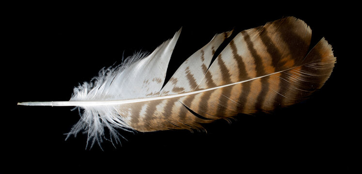 brown hawk feather on black isolated background