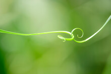 Close Up Green Leave Spiral Nature Abstract Background
