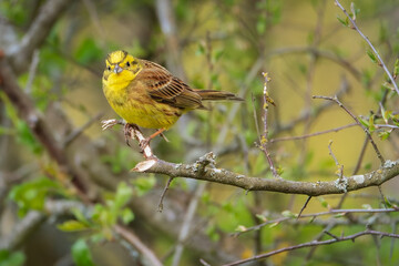 Wall Mural - Yellowhammer (Emberiza citrinella) on a branch. Bird on the branch