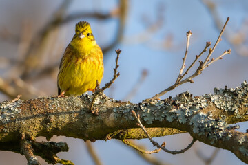 Wall Mural - Yellowhammer (Emberiza citrinella) on a branch. Bird on the branch