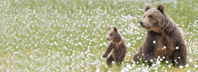 Brown bear mother and her small cub in the middle of the cotton grass in a Finnish bog. Cub is standing on its hind legs.