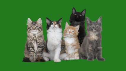 Wall Mural - group of cats on a green screen